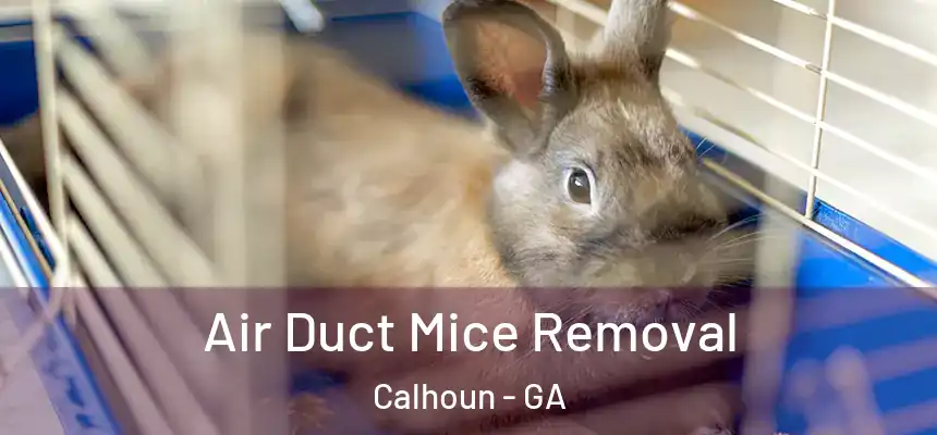  Air Duct Mice Removal Calhoun - GA